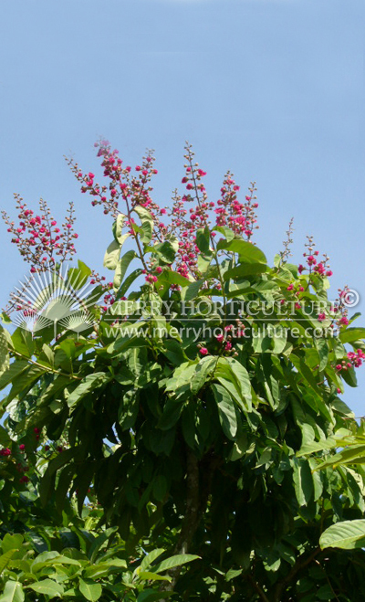 Lagerstromia Hybrid Red